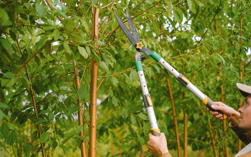Tree trimming in Colerain, NC