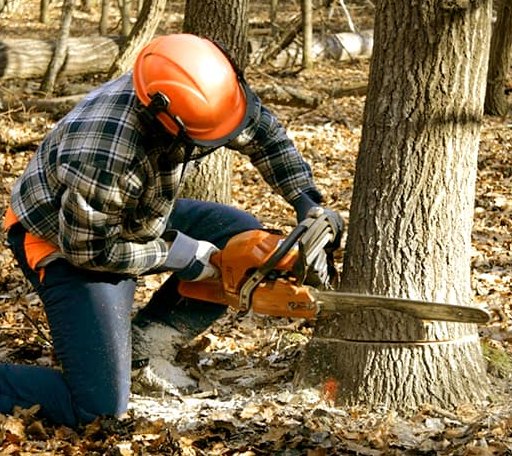 Tree Removal in Colerain, NC